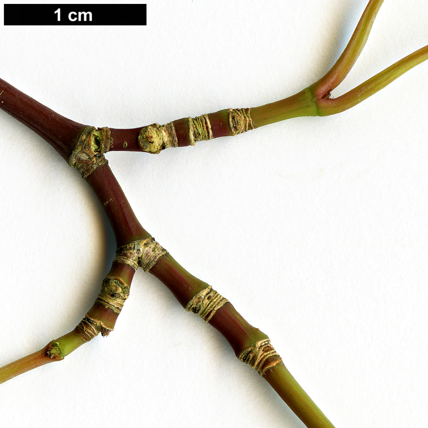 High resolution image: Family: Sapindaceae - Genus: Acer - Taxon: aff. laevigatum
